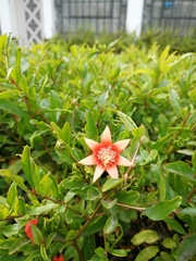 Punica