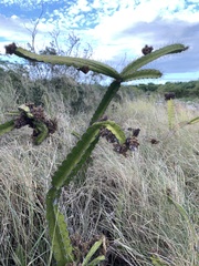 Leptocereus quadricostatus