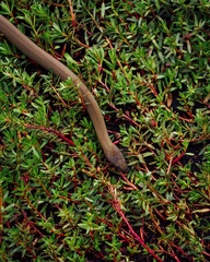 Lycodonomorphus inornatus