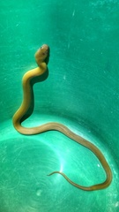 Lycodonomorphus inornatus