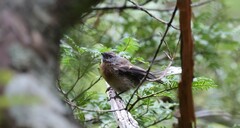 Rhipidura fuliginosa fuliginosa