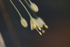 Allium flavum tauricum