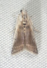Acrobasis tumidulella