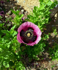 Papaver somniferum setigerum