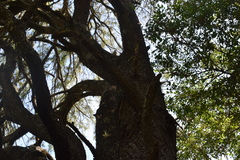 Prosopis nigra