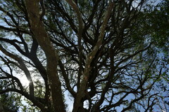 Prosopis nigra