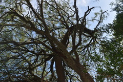Prosopis nigra