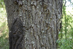 Prosopis nigra