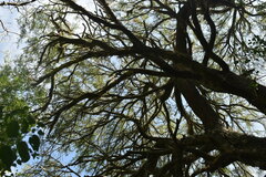 Prosopis nigra