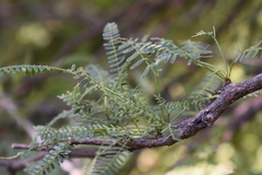 Prosopis nigra