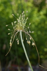 Allium flavum tauricum