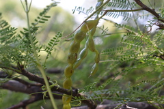 Prosopis nigra