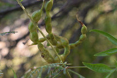 Prosopis nigra