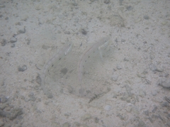 Valenciennea longipinnis