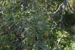 Prosopis nigra
