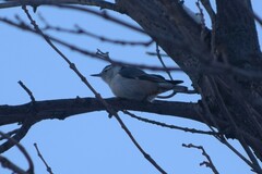 Sitta carolinensis