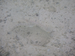 Valenciennea longipinnis