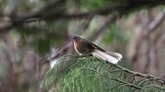 Rhipidura fuliginosa fuliginosa