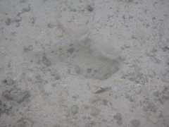 Valenciennea longipinnis