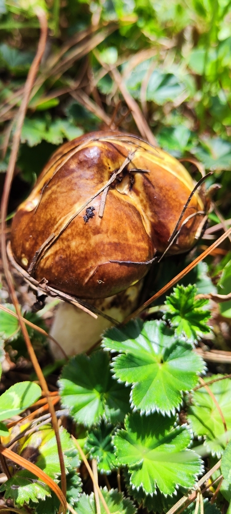 Suillus luteus · January 2023 · photo: © luis_fer1 (iNaturalist, cc-by)