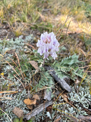 Oxytropis sericea
