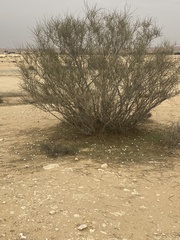 Retama raetam