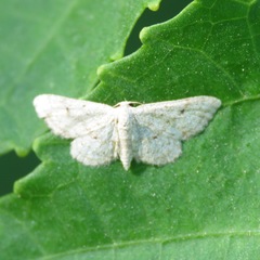 Idaea tacturata