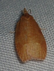 Cenopis directana