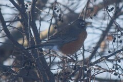 Turdus migratorius