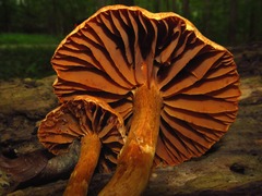 Cortinarius distans