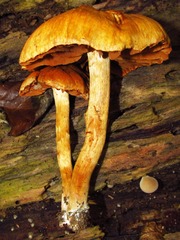 Cortinarius distans
