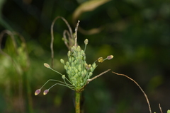 Allium flavum tauricum