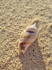 Gibberulus gibberulus
