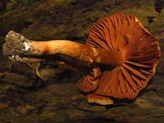 Cortinarius distans