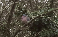 Columba palumbus palumbus