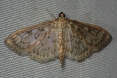 Herpetogramma thestealis