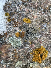 Candelariella rosulans