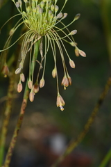 Allium flavum tauricum