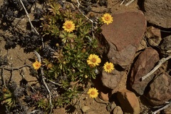 Notopappus prunelloides