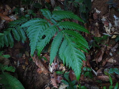 Tectaria griffithii