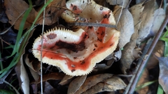 Russula