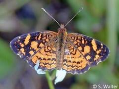 Anthanassa frisia