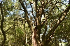 Prosopis nigra