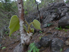 Tinospora sinensis