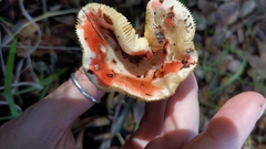 Russula