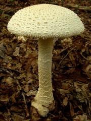 Amanita rhopalopus