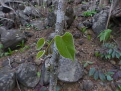 Tinospora sinensis