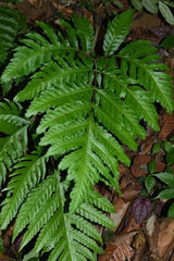 Tectaria griffithii