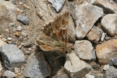 Muschampia orientalis