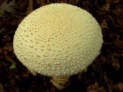 Amanita rhopalopus